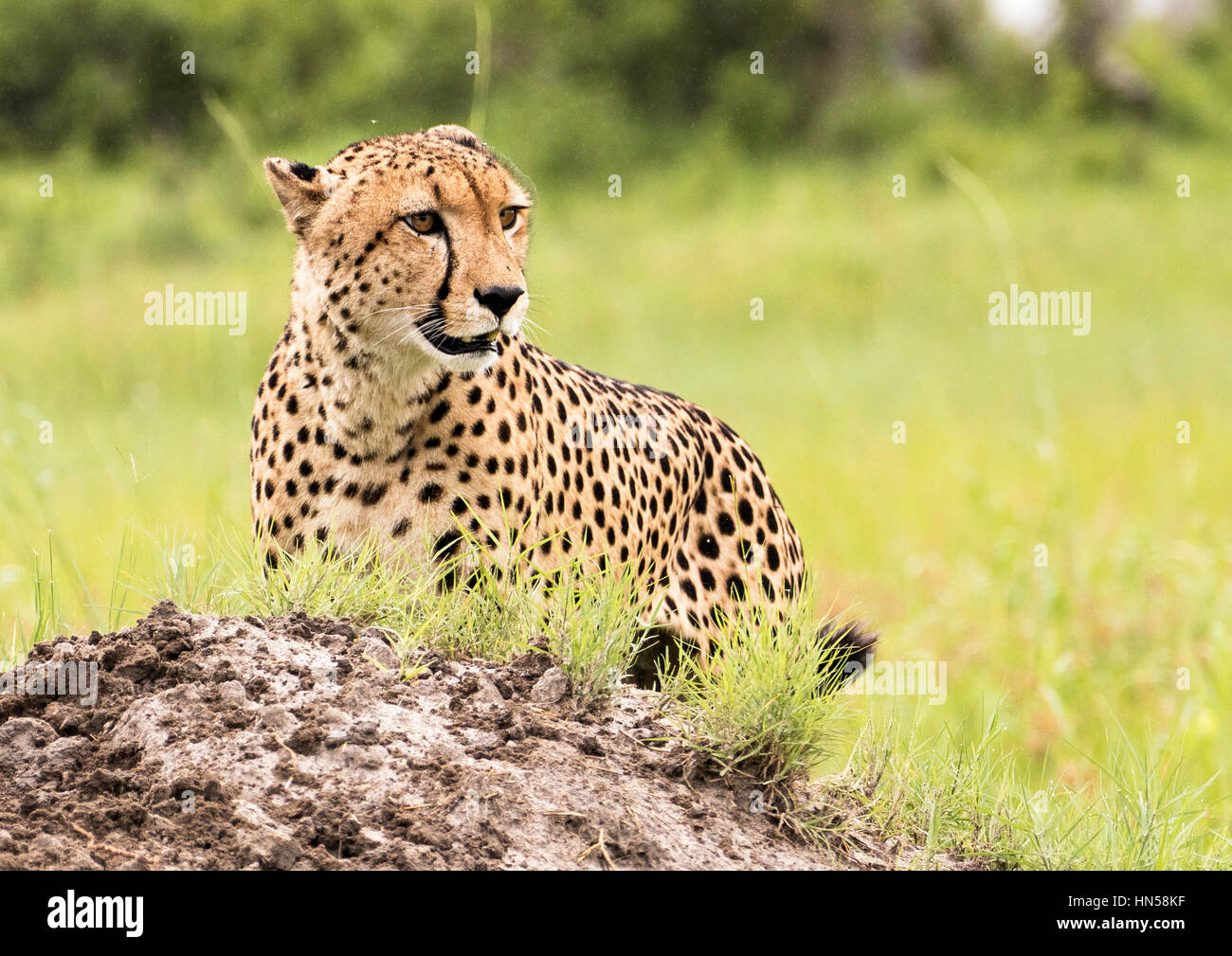Cheetah watching for prey Stock Photo