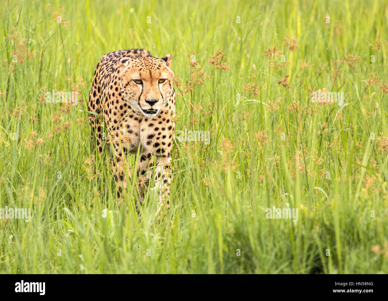 Cheetah stalking prey in wet grass Stock Photo