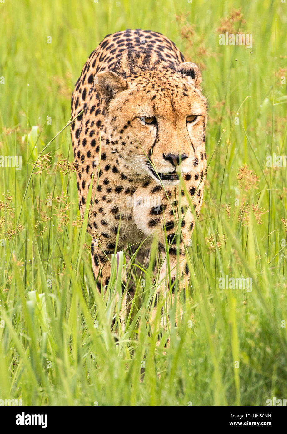 Cheetah stalking prey in wet grass Stock Photo