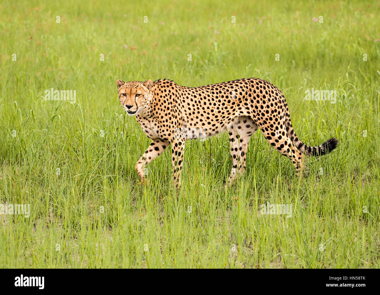 Cheetah hunting for prey in wet grass Stock Photo