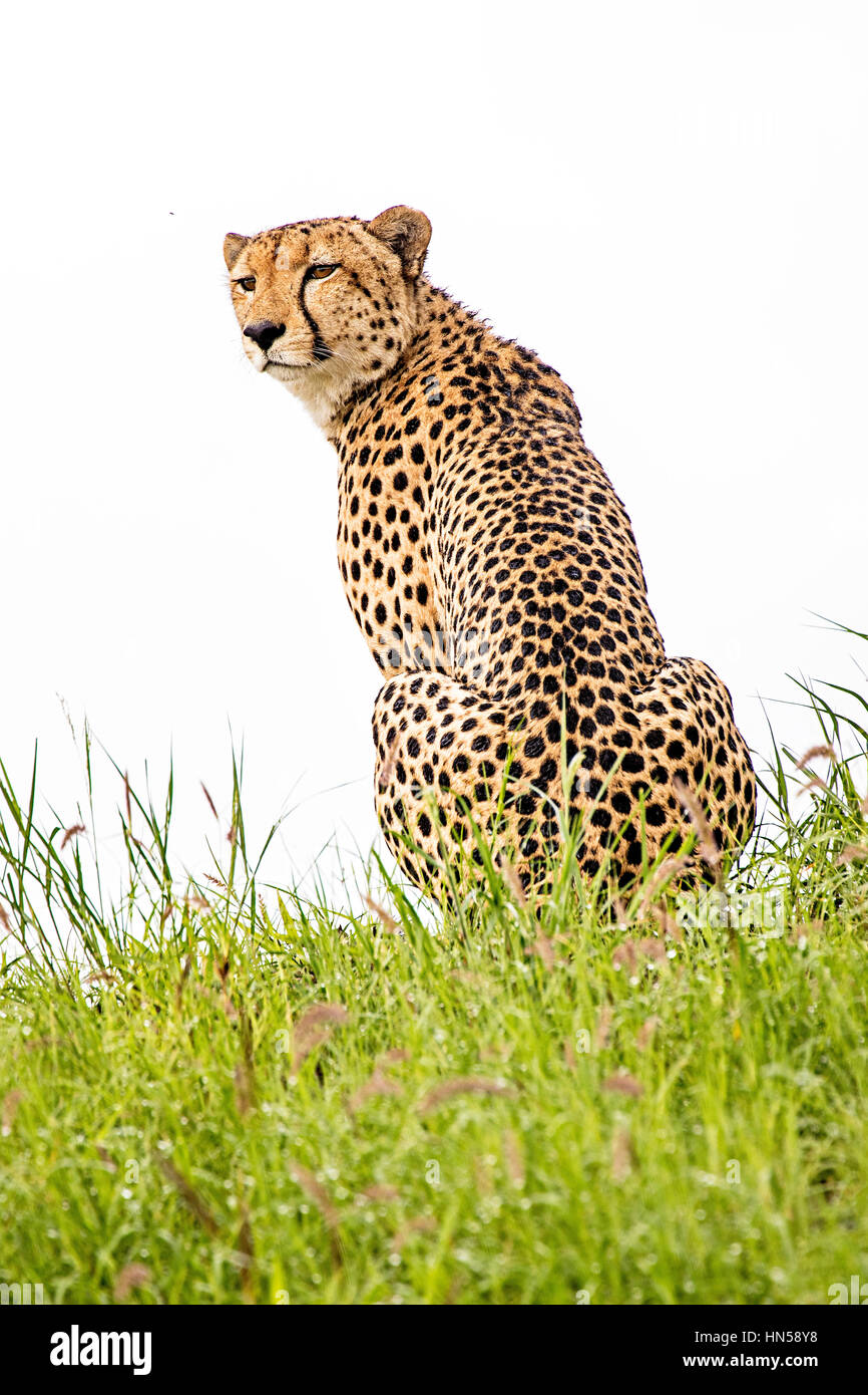 Cheetah watching for prey from top of a mound Stock Photo