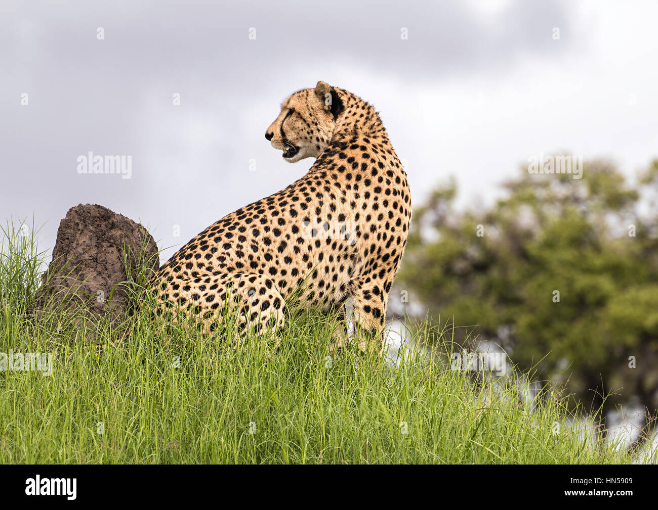 Cheetah watching for prey Stock Photo
