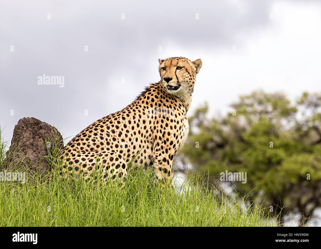Cheetah watching for prey Stock Photo
