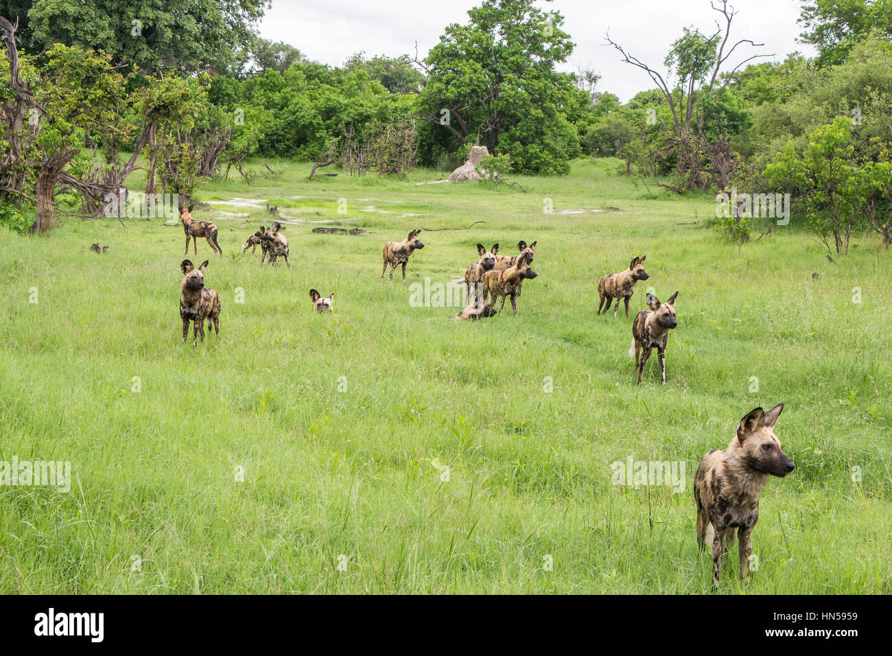 Wild Dogs about to hunt impala during the Emerald season Stock Photo