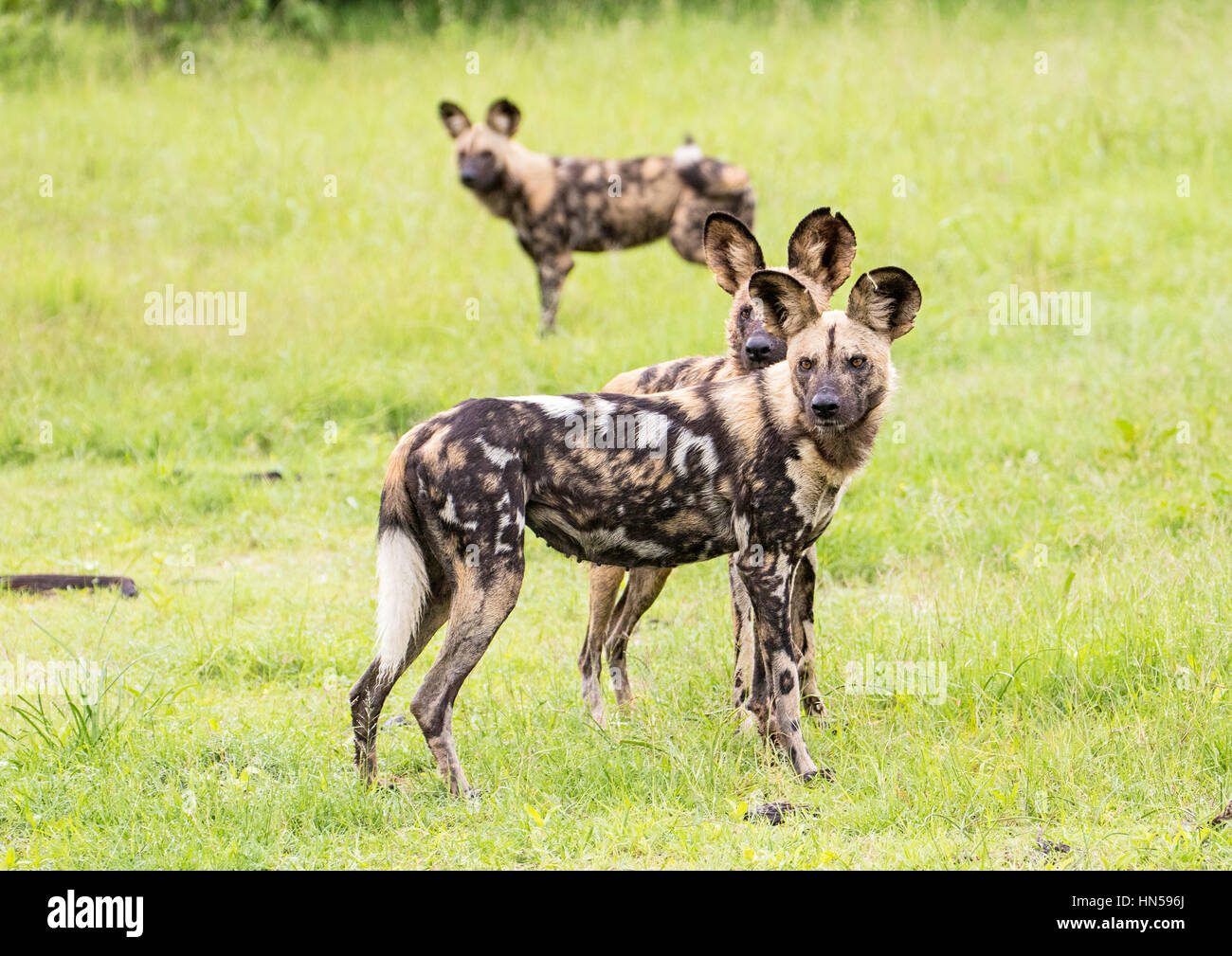 Wild Dogs about to hunt impala during the Emerald season Stock Photo