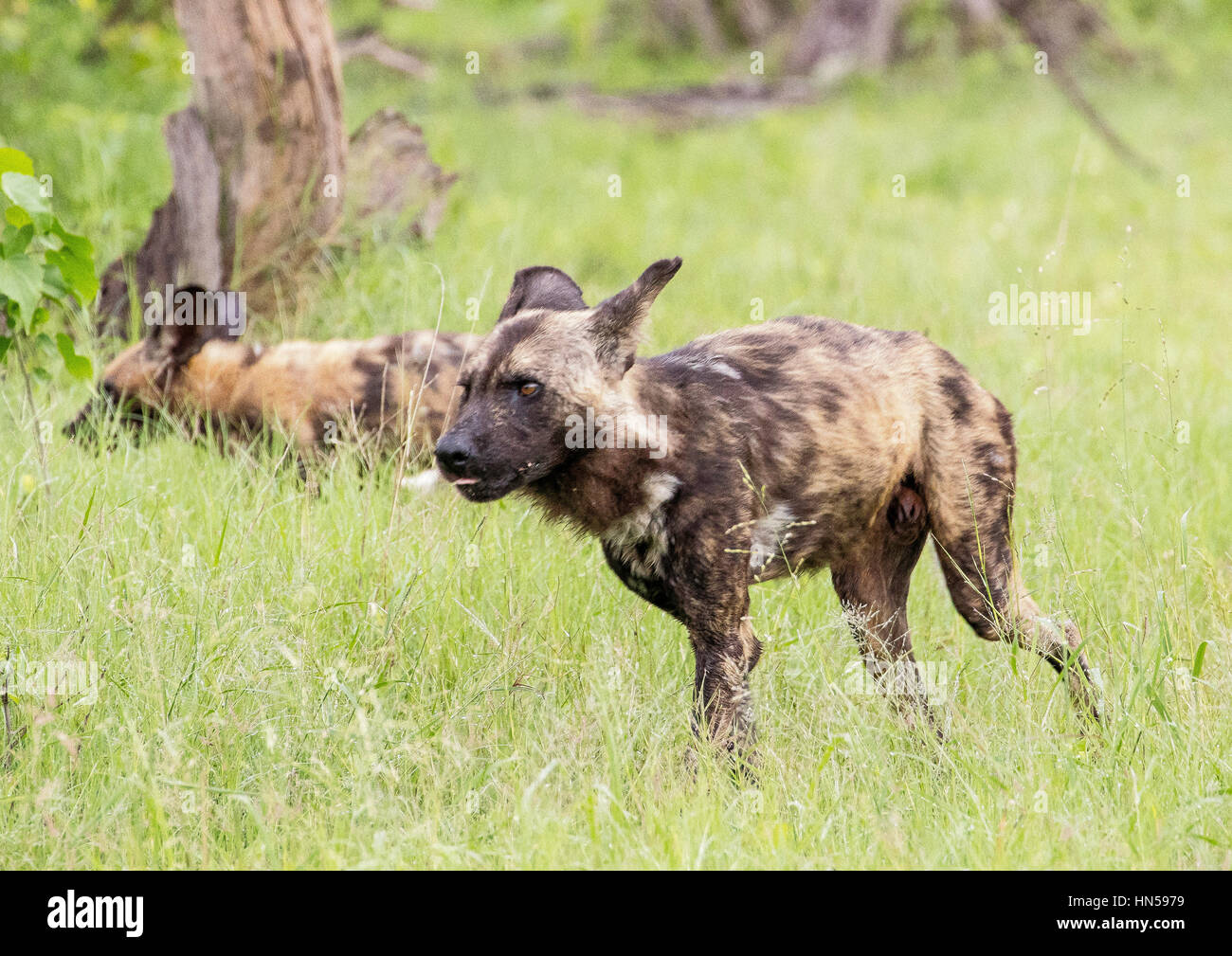 Wild Dogs hunting impala during the Emerald season Stock Photo