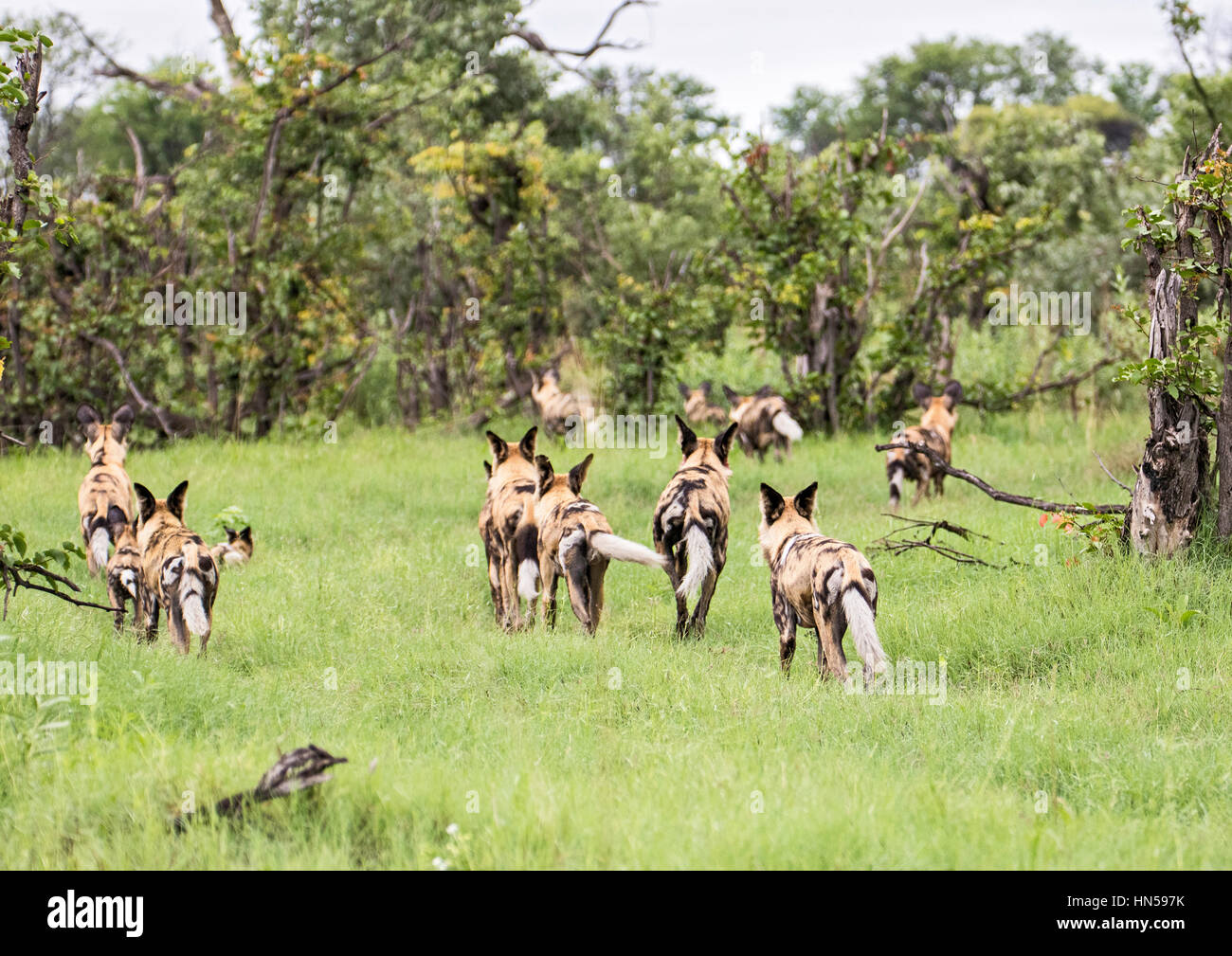 Wild Dogs hunting impala during the Emerald season Stock Photo