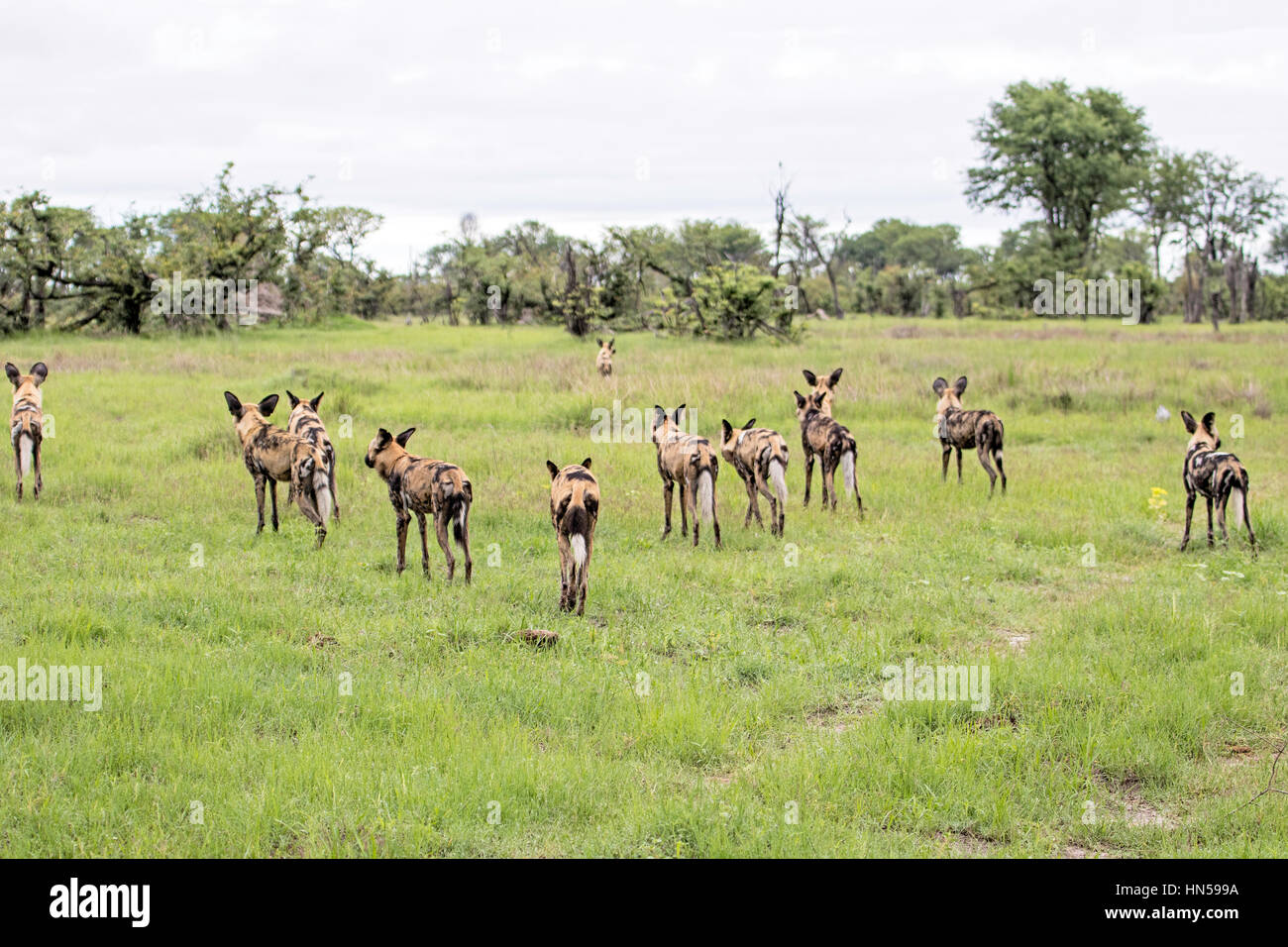 Wild Dogs setting off to hunt impala Stock Photo