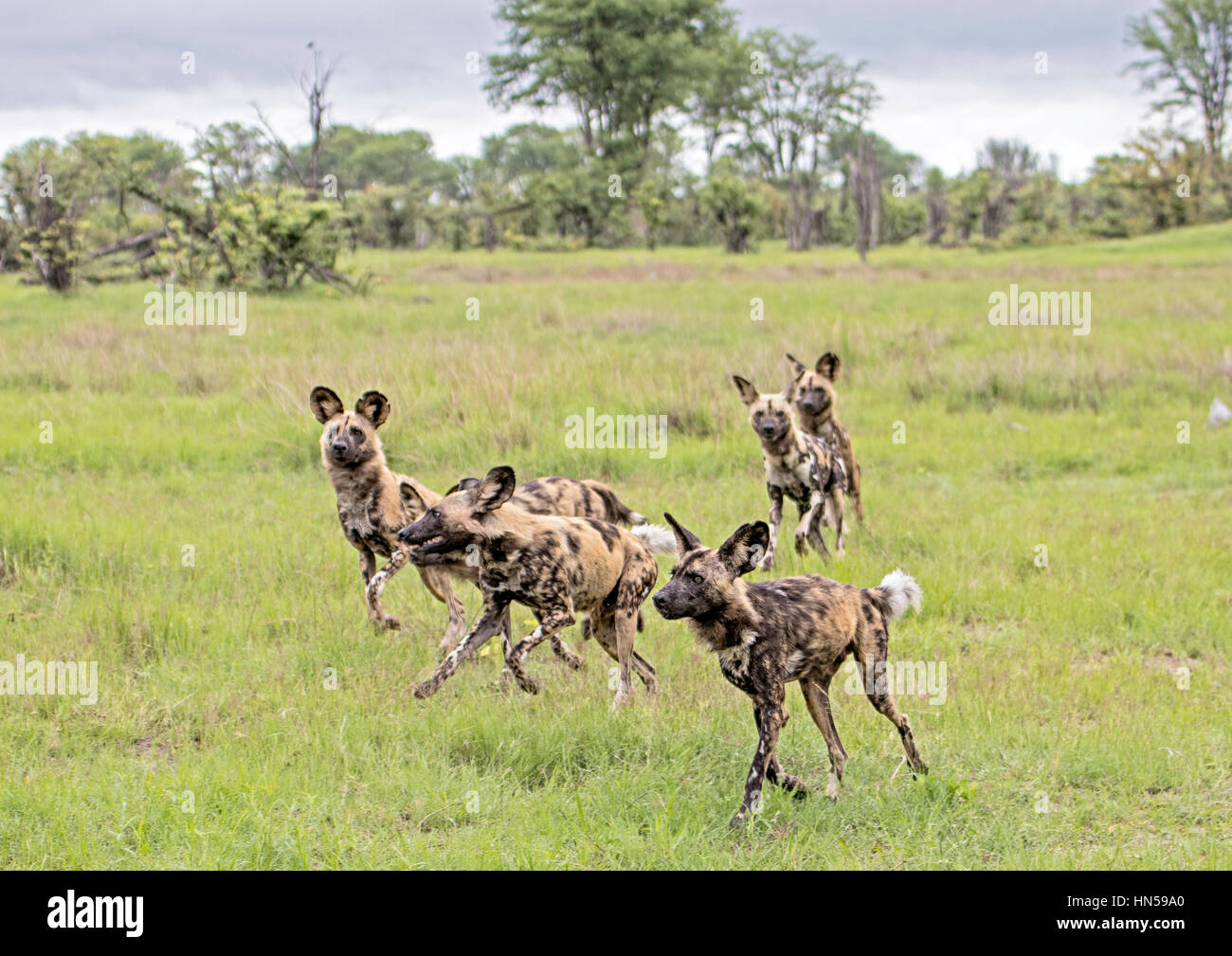 Wild dogs attacking another pack hires stock photography and images