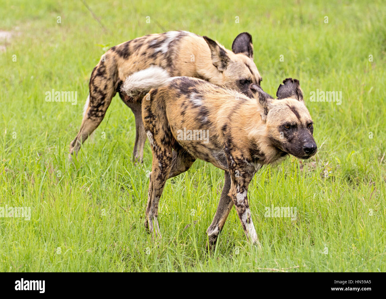 How Do Hunting Dogs Capture Their Prey