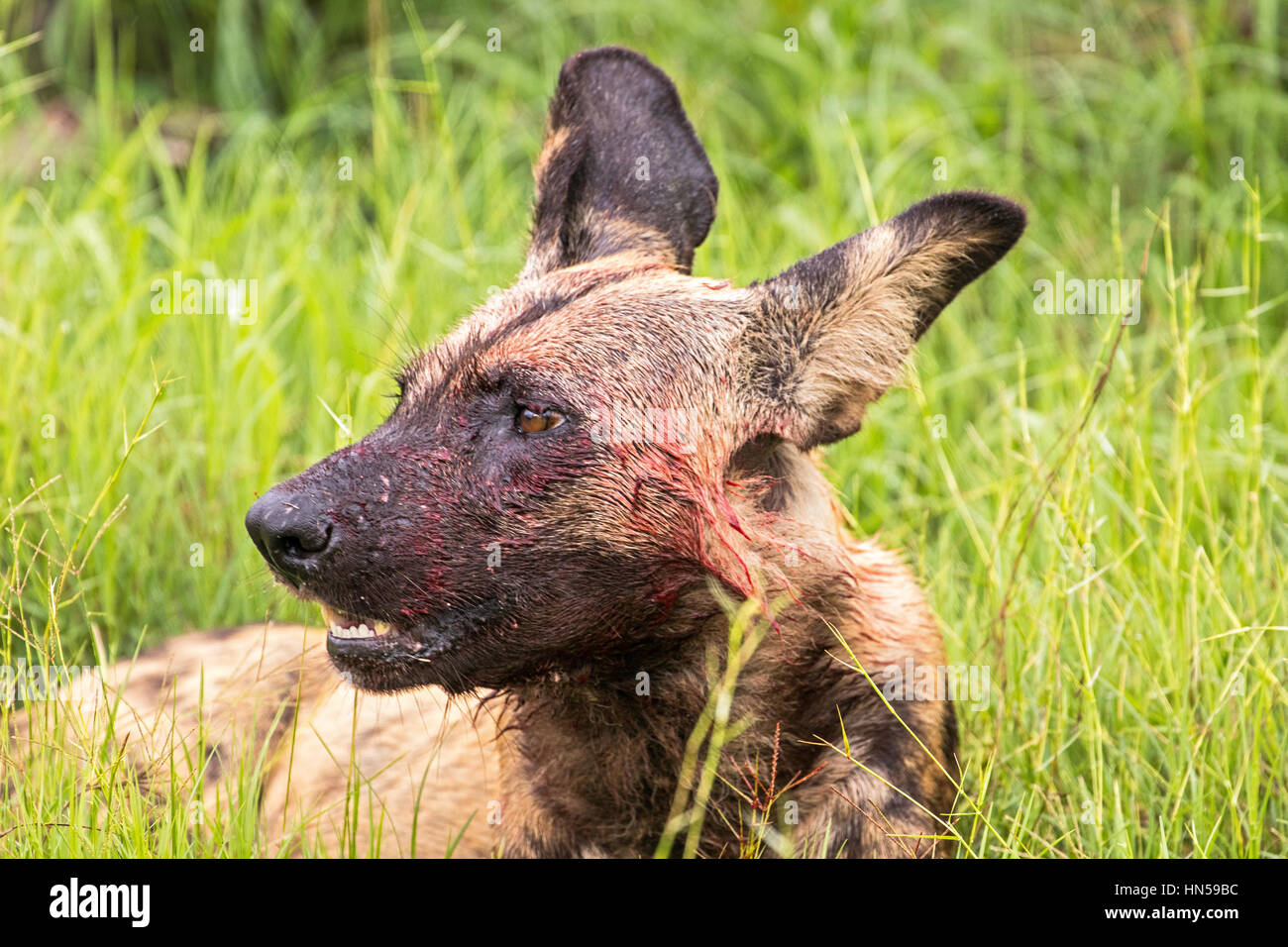 Portrait of a bloody Wild dog after a kill Stock Photo