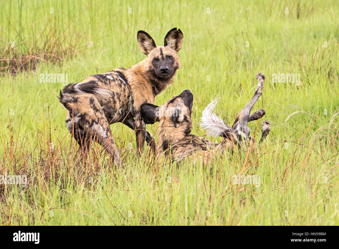 Wild Dogs fighting Stock Photo