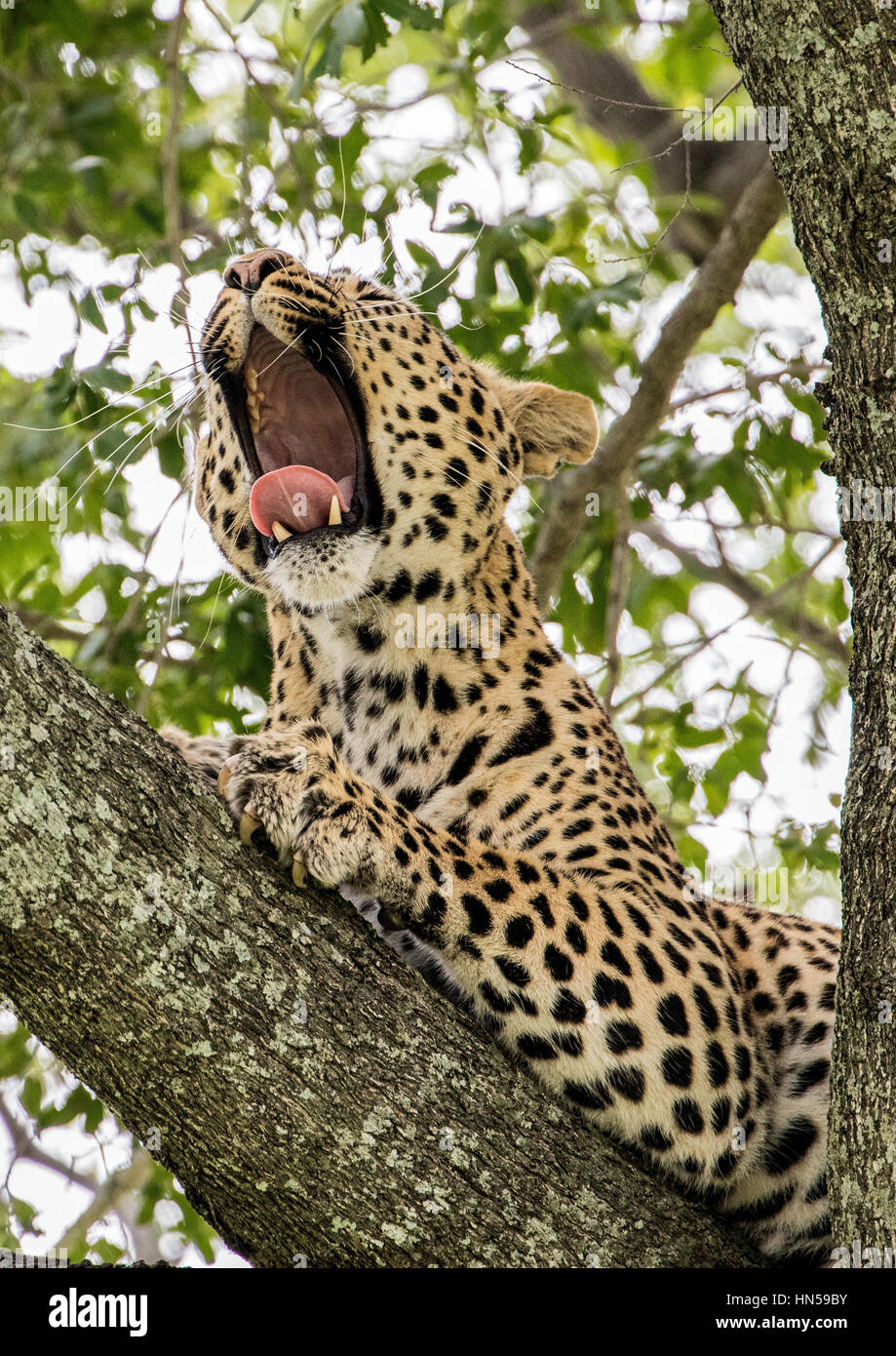 Leopard yawning up a tree Stock Photo