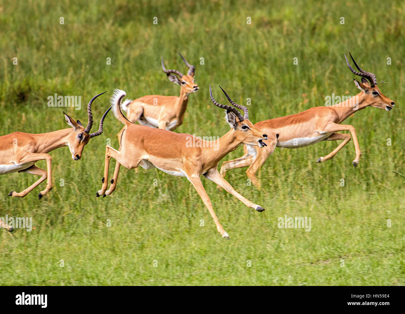 Impala bucks Rutting Stock Photo