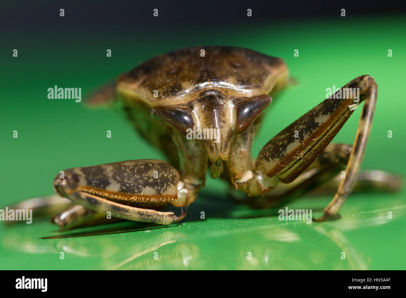 Giant water bug Stock Photo Alamy