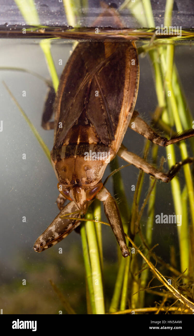 Giant water bug Stock Photo