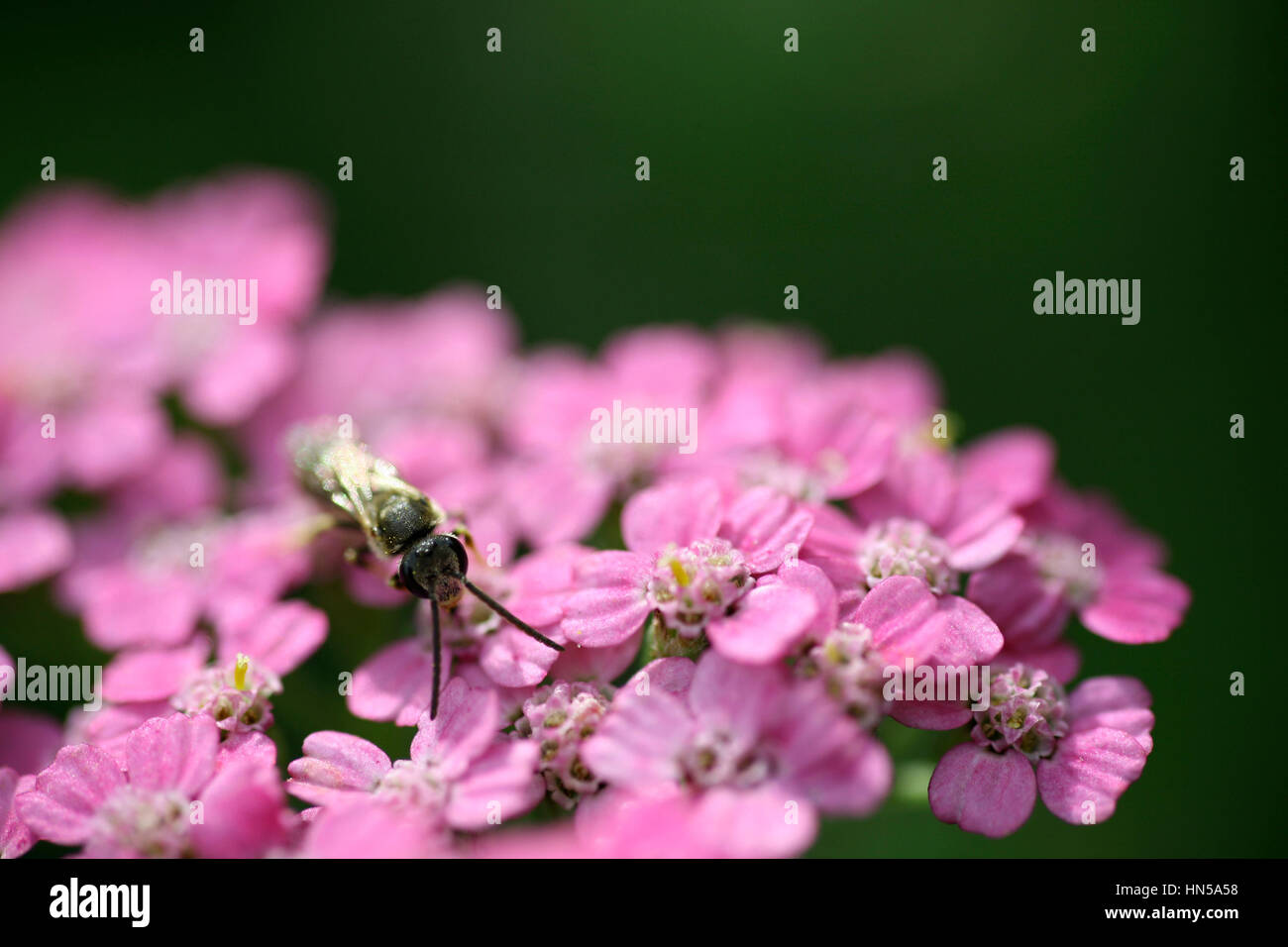 Close up of pink Yarrow with  Soltary Bee Stock Photo