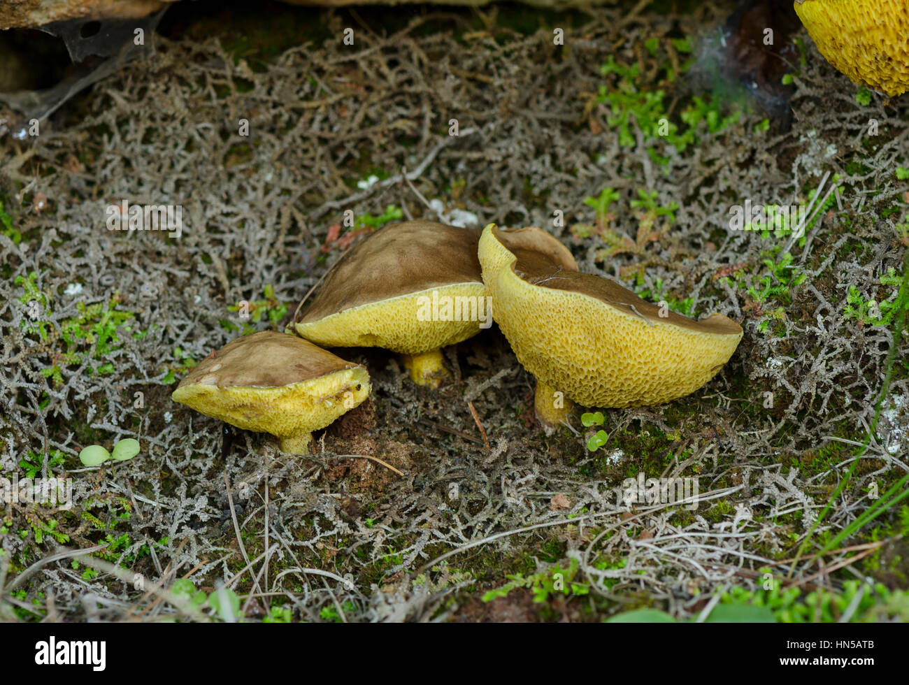 Weeping bolete, granulated bolete, Suillus granulatus, a pored edible mushroom, Andalusia, Spain Stock Photo
