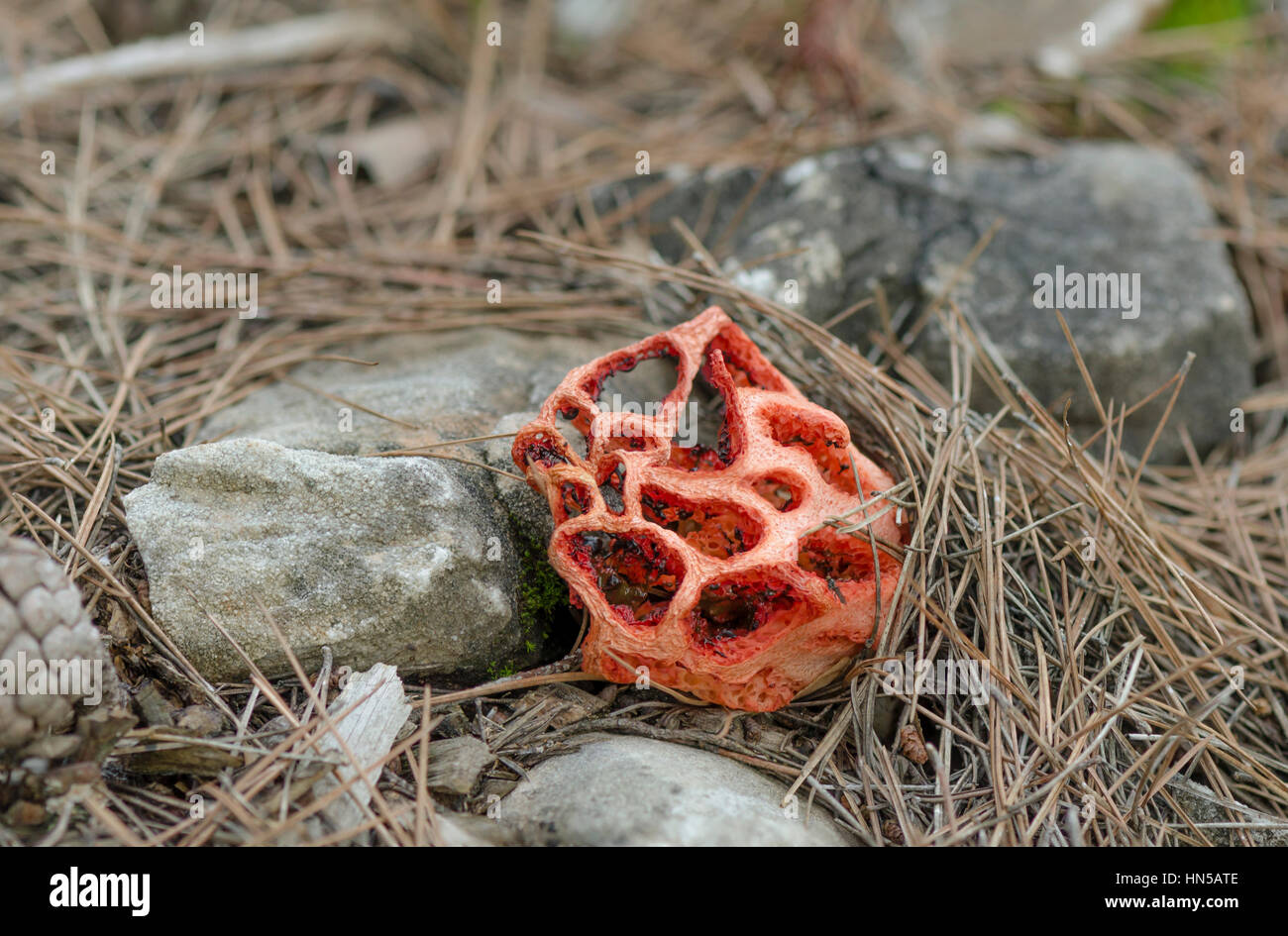 Mushroom, Clathrus ruber, latticed stinkhorn, basket stinkhorn, red cage, Fungus, Andalusia, Spain Stock Photo
