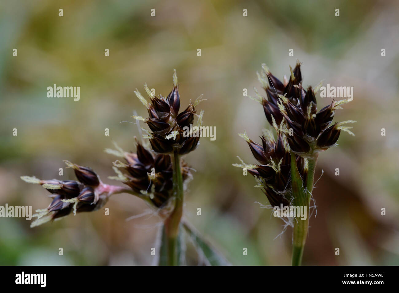 Field Wood-rush (Luzula campestris), flowers Stock Photo