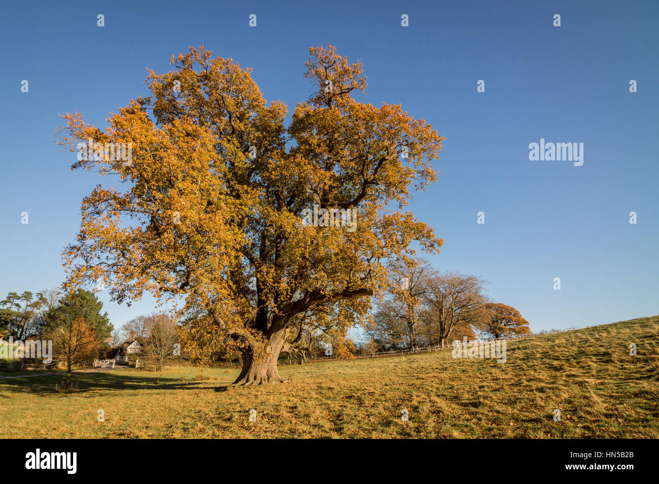 Oak tree in Autumn sunshine, South Downs National Park near
