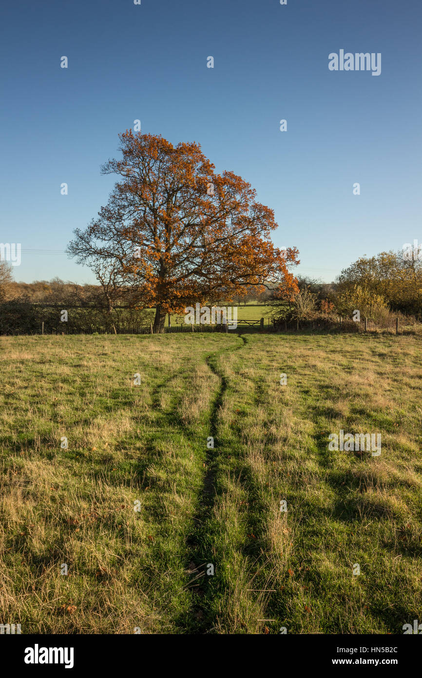 Footpath towards a tree in the South Downs National Park near Hurstpierpoint, West Sussex, England, UK. Stock Photo