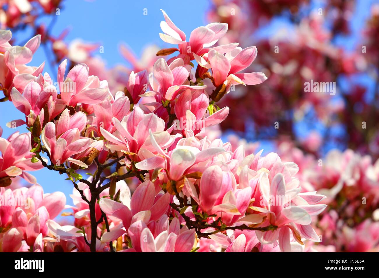 Light pink magnolia tree hi-res stock photography and images - Alamy