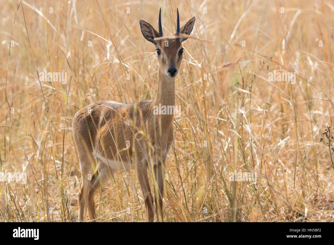 male antelope oribi standing in the middle of dry grass in the savannah