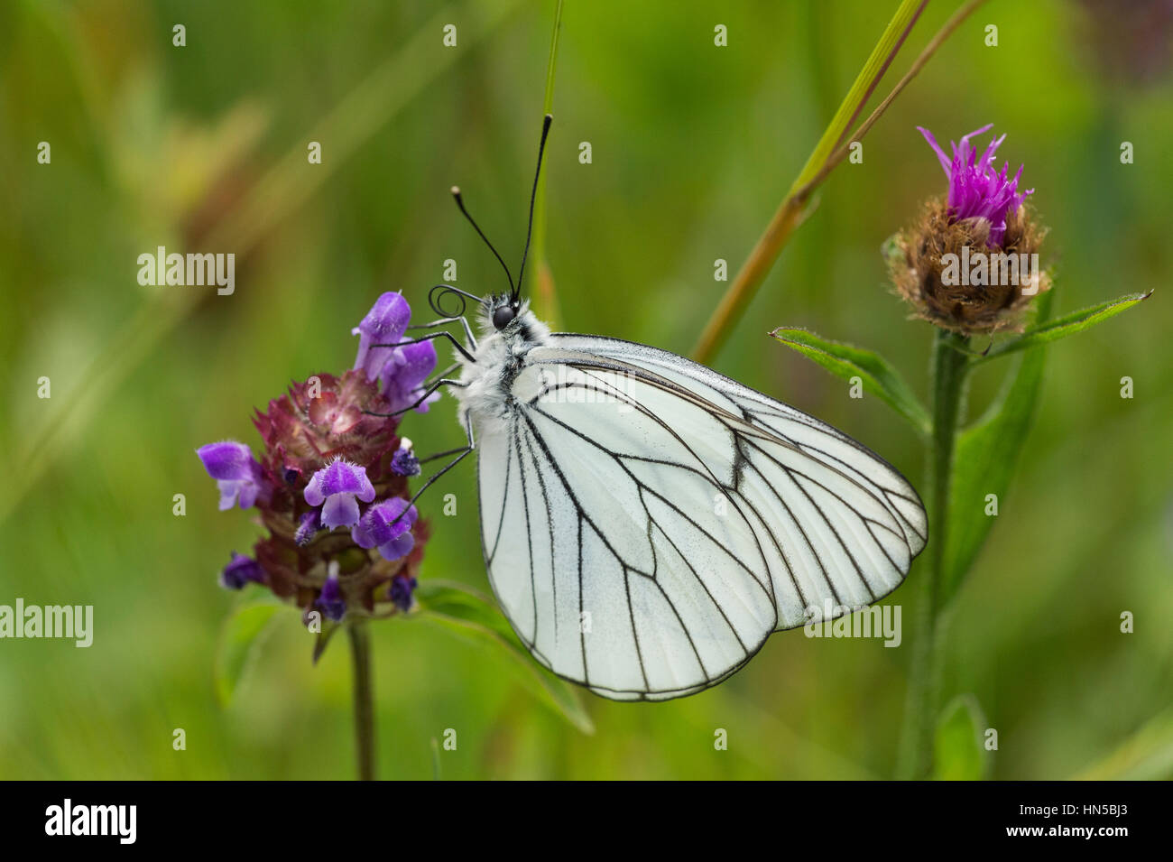 Black-veined White butterfly (Aporia crataegi) Stock Photo