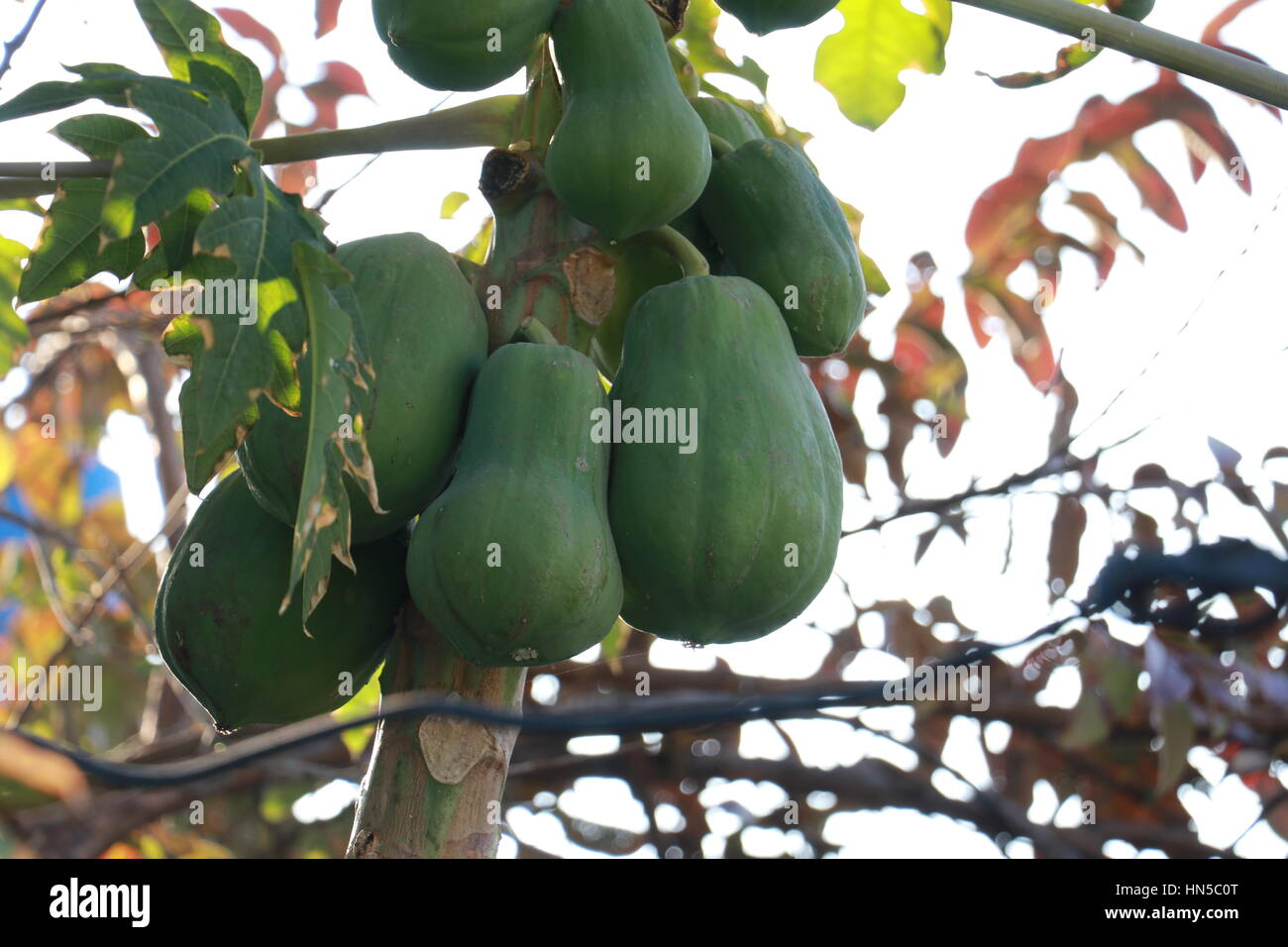Papayas close up hires stock photography and images Alamy
