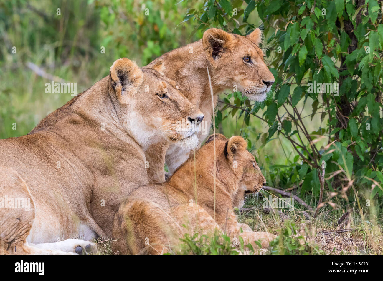 Lioness Lying Down Stock Photos &