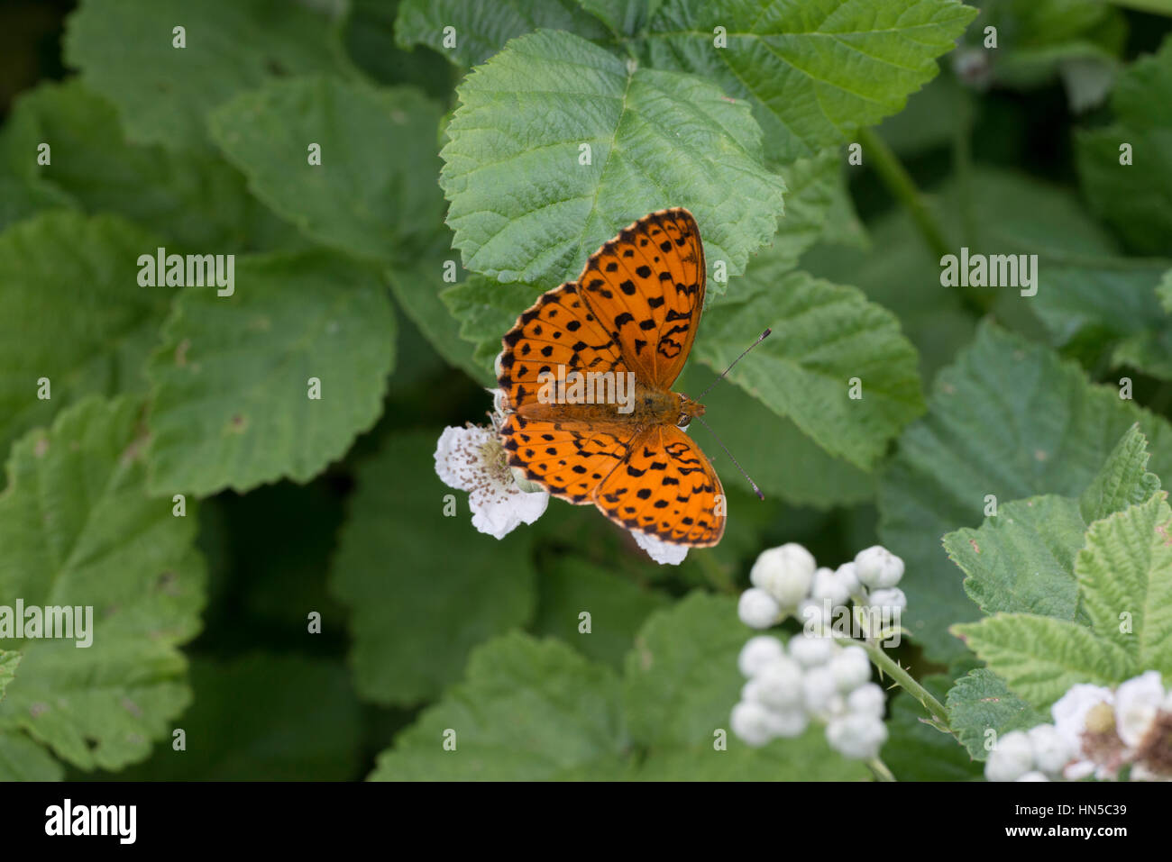 Marbled Fritillary butterfly (Brenthis daphne) on blackberry bush Stock Photo