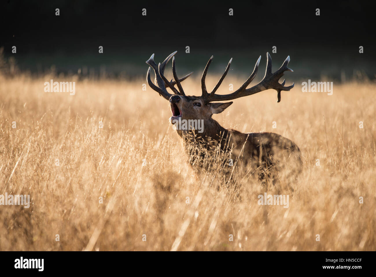 Majestic red deer stag cervus elaphus bellowing in open grasss field during rut season in Autumn Fall Stock Photo