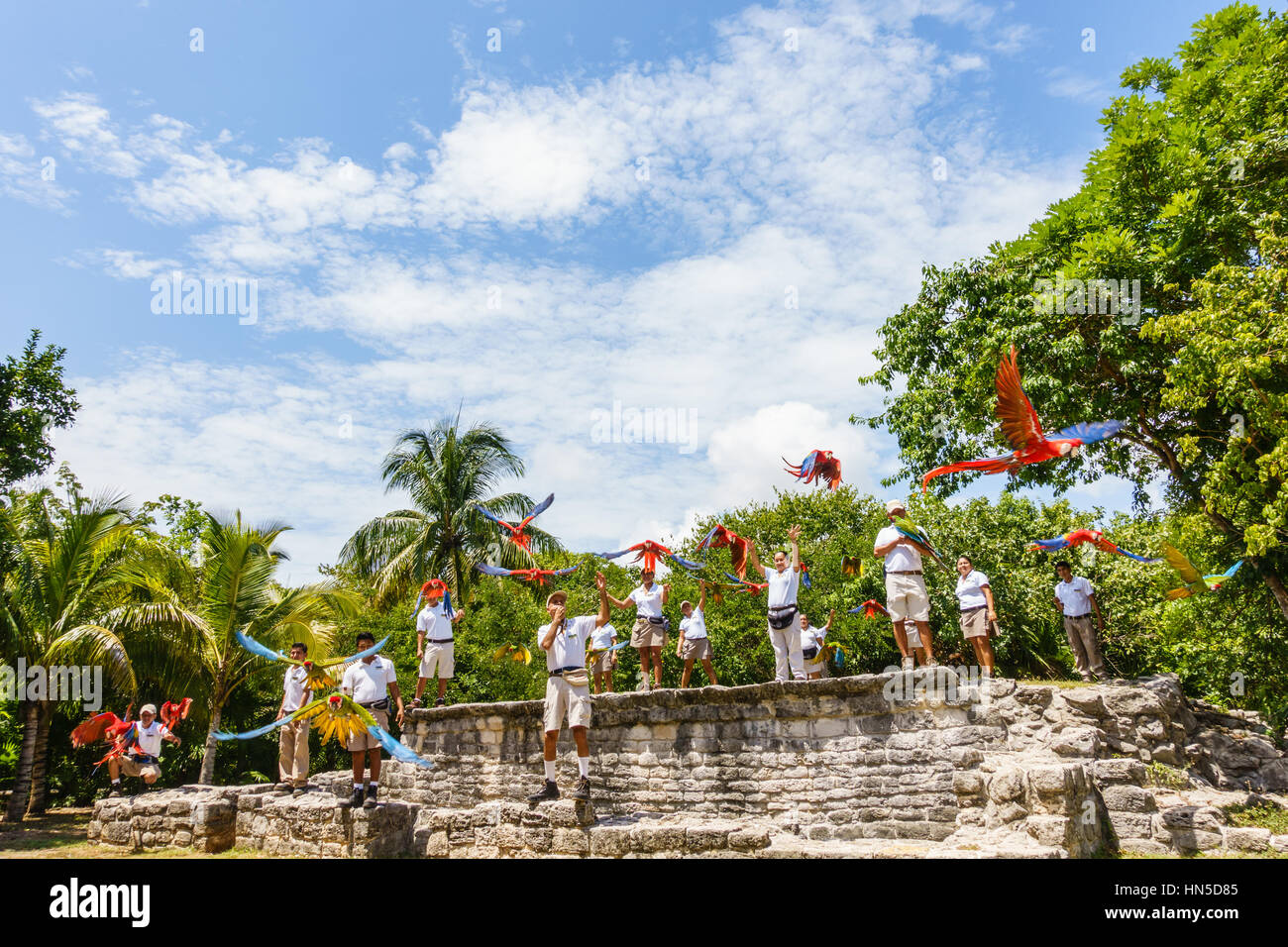 Group of handlers set Macaws to flight at Xcaret Park, Quintano Roo, Mexico. Stock Photo