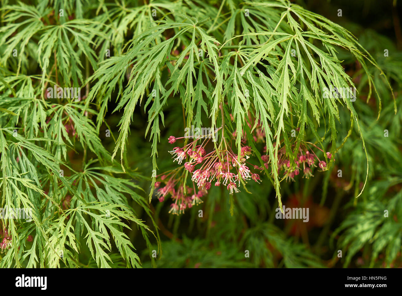 Acer palmatum hi-res stock photography and images - Alamy