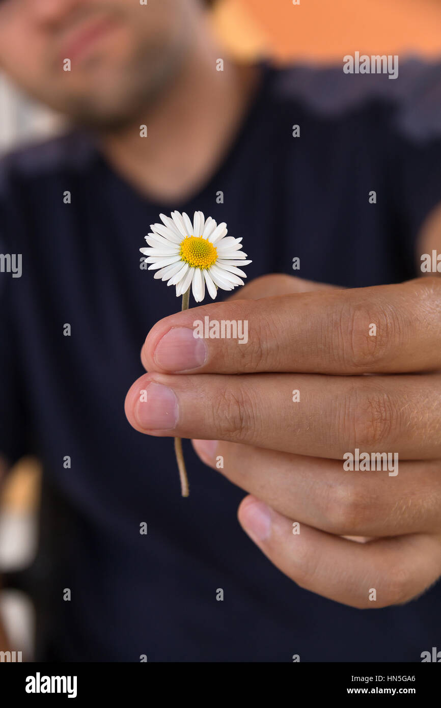 Close up of male hand gives a wild chamomile or daisy flower with love. Romance, feelings. Stock Photo