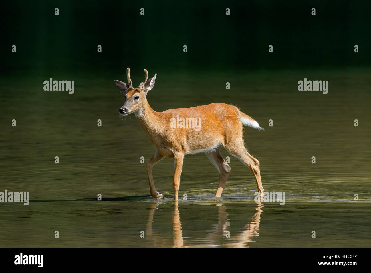 Зомби вирус оленей может перейти на человека. Зомби вирус ооенец в америке. Зомби вирус оленей может перейти на человека. Зомби вирус оленей может перейти на человека. Зомби вирус оленей может перейти на человека.