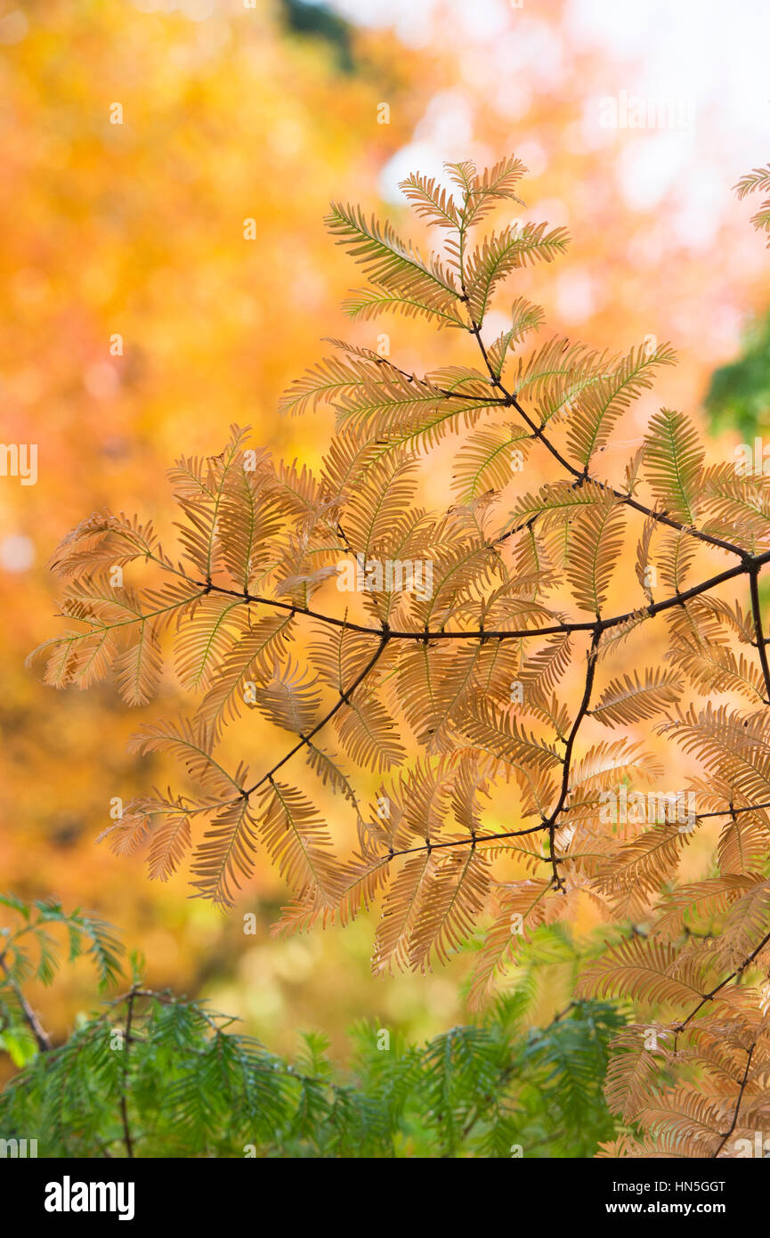 Metasequoia glyptostroboides - Dawn redwood tree needles in autumn Stock Photo