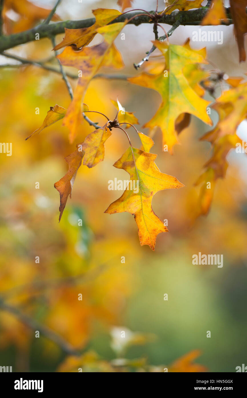 Quercus Ellipsoidalis Hemelrijk. Northern pin oak leaves in autumn