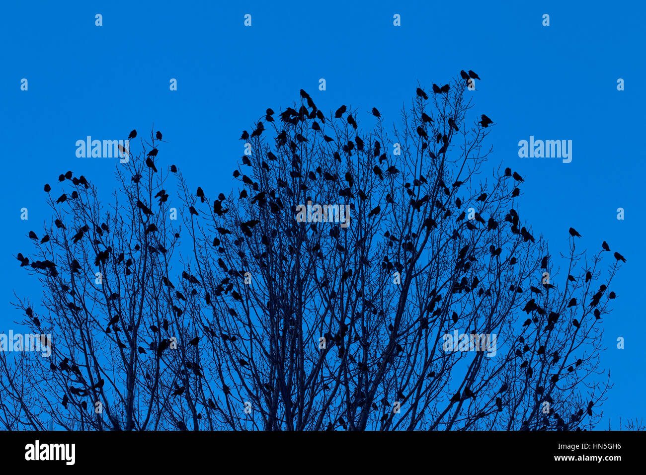 Rooks (Corvus frugilegus) flock roosting in tree at night in winter ...