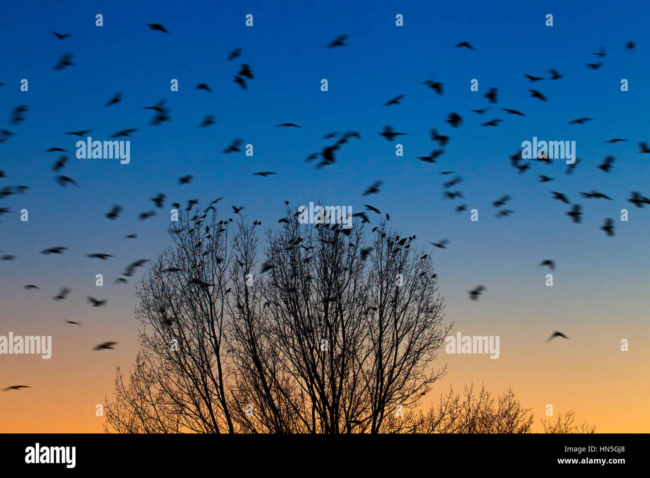Rooks (Corvus frugilegus) flock roosting in tree at dusk in winter Stock Photo