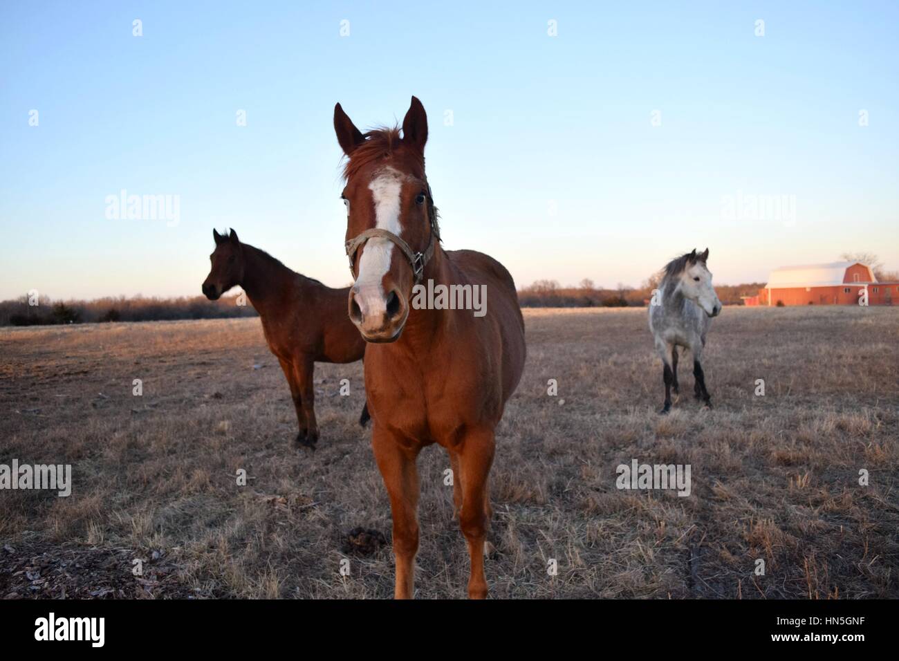 Domestic horses Stock Photo