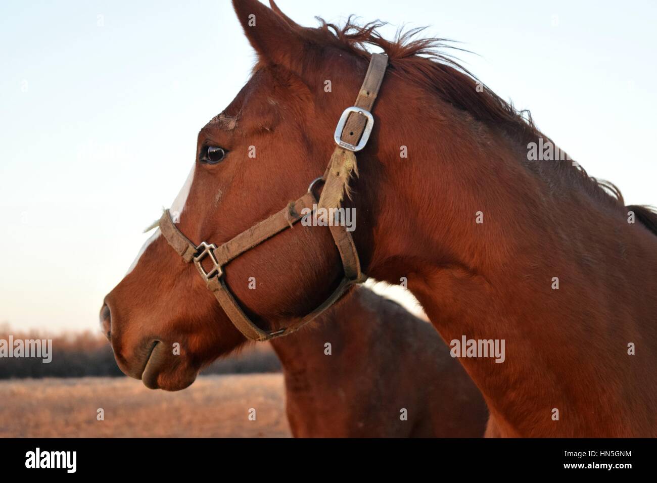 Domestic horses Stock Photo