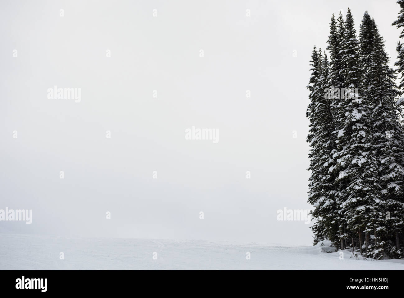 Snowy pine trees on the alp mountain slope during winter Stock Photo ...