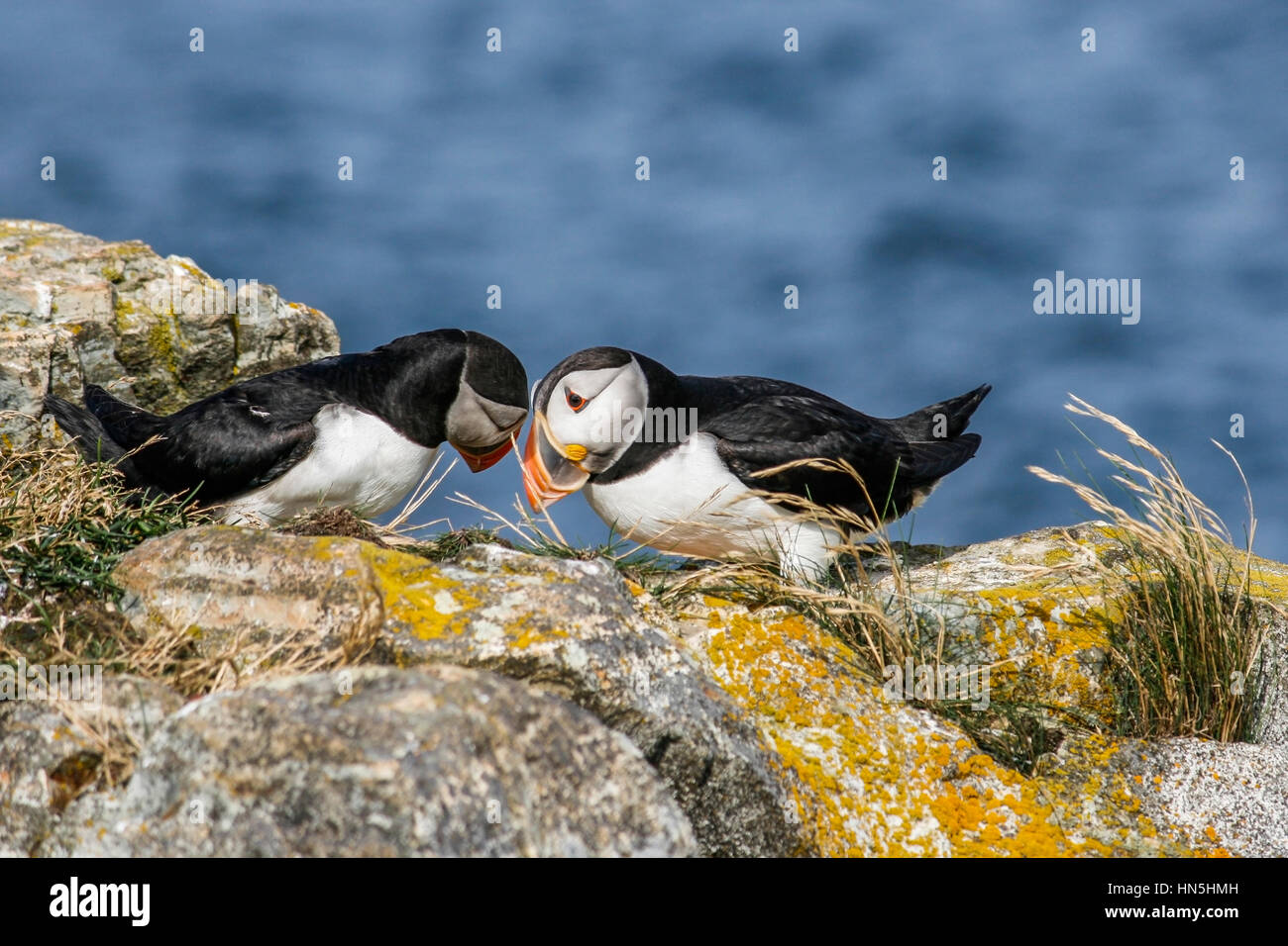 Puffin in Newfoundland, Canada Stock Photo Alamy