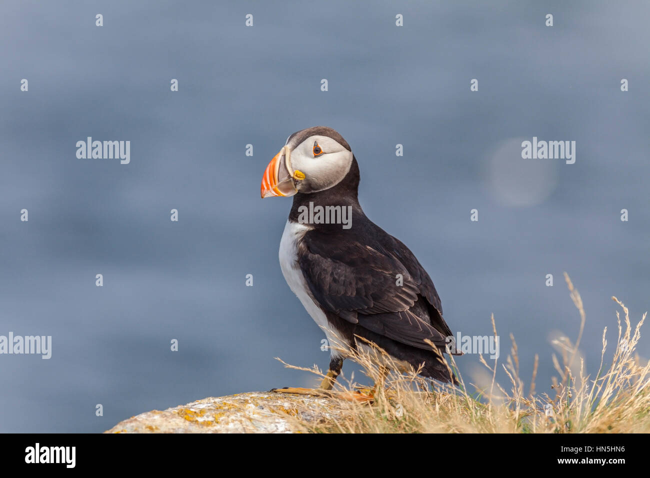 Puffin in Newfoundland, Canada Stock Photo Alamy