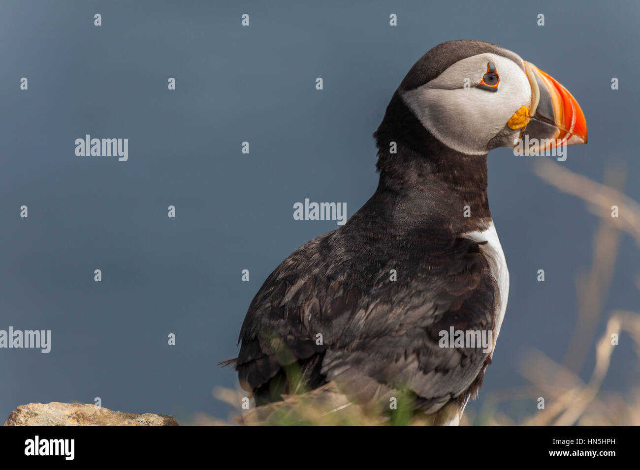 Puffin in Newfoundland, Canada Stock Photo Alamy