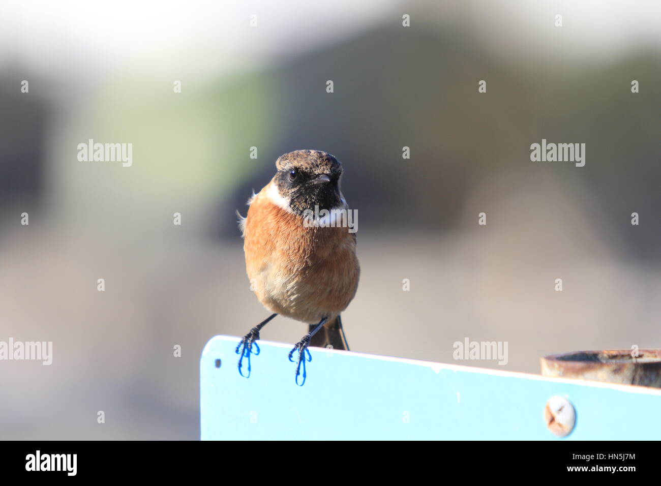 STONECHAT MALE ON BLUE BOARD   [ SAXICOLA RUBETRA ] Stock Photo