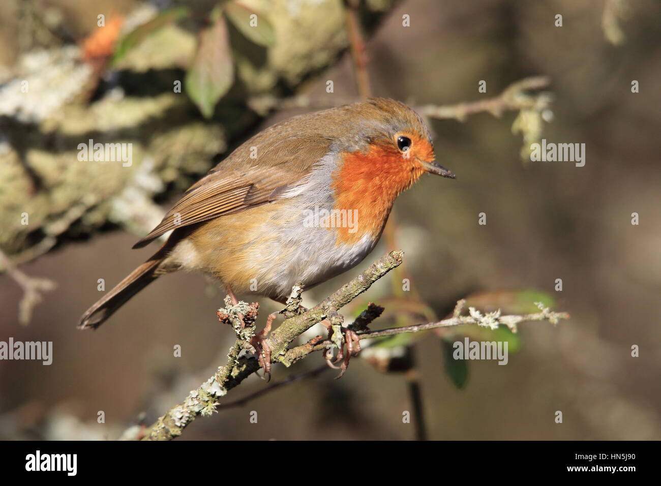 Robin on branch hi-res stock photography and images - Alamy