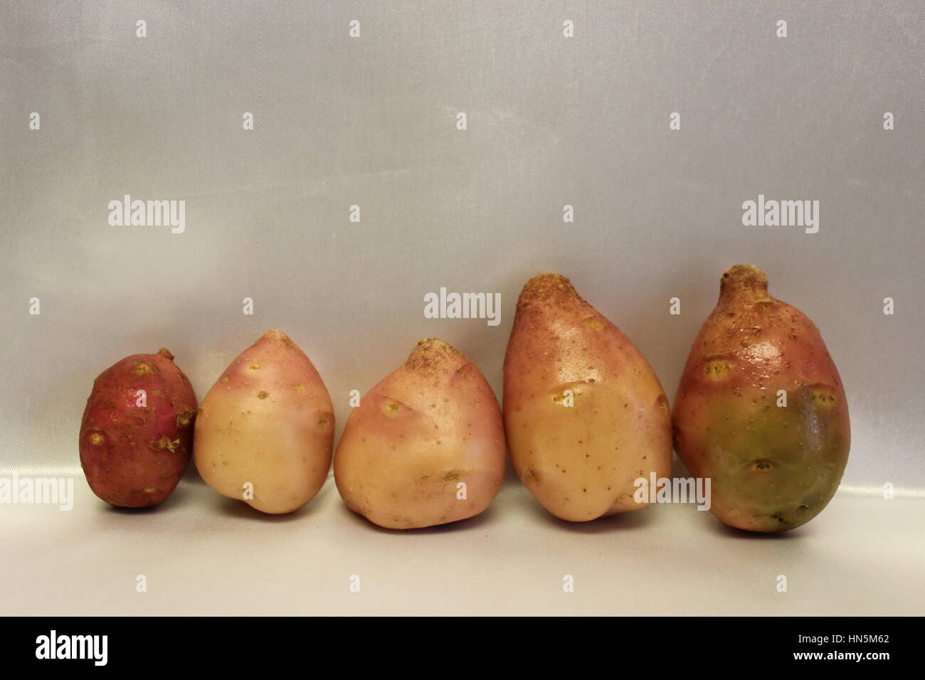 Potato Family of 5 Number 23 of 47 Stock Photo
